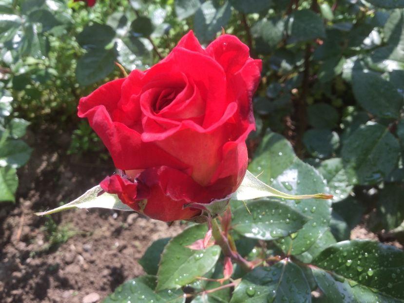  - Flori-gradina 2017