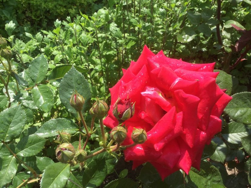  - Flori-gradina 2017