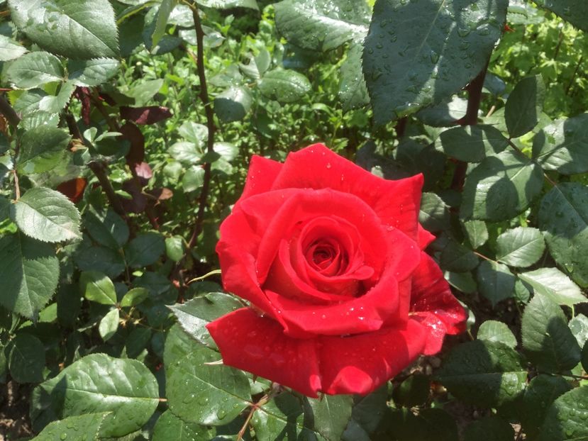  - Flori-gradina 2017