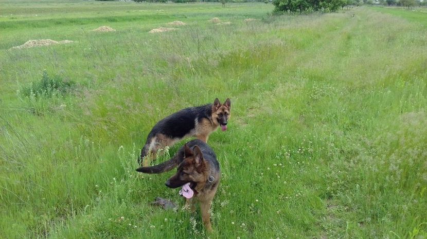 La antrenament - ARKA si ARES