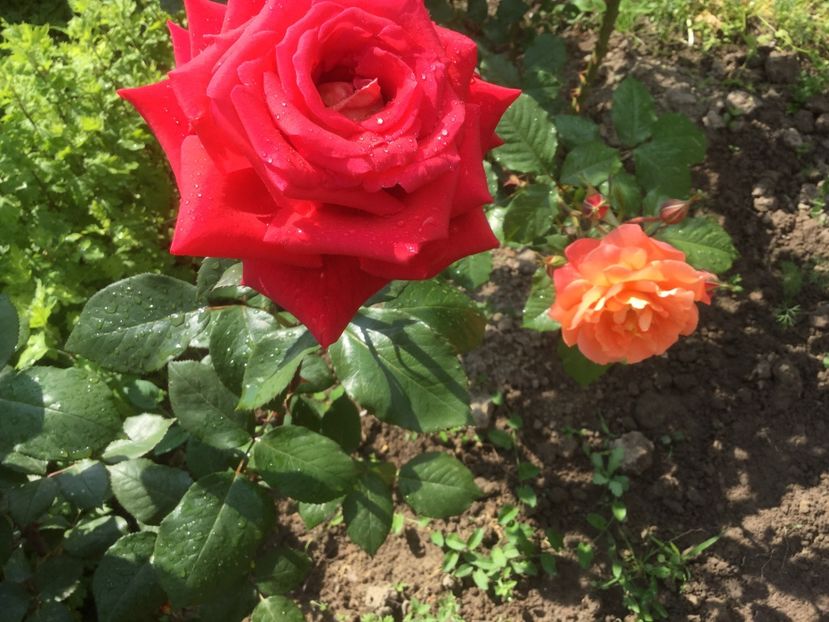  - Flori-gradina 2017