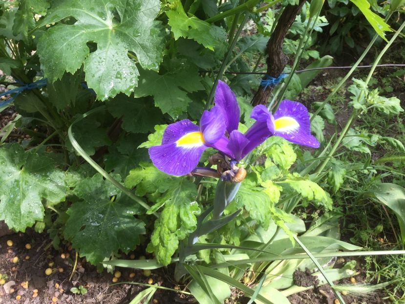  - Flori-gradina 2017