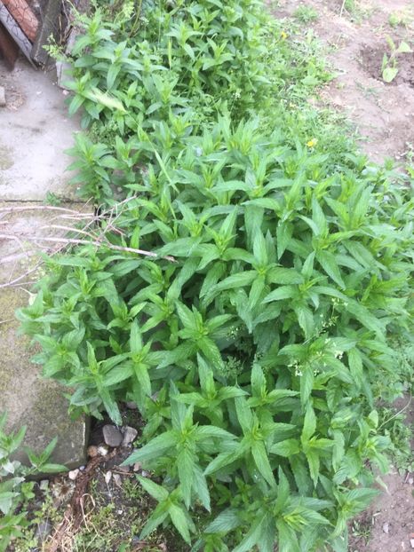  - Flori-gradina 2017