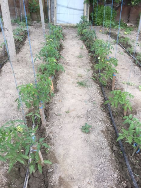  - Flori-gradina 2017