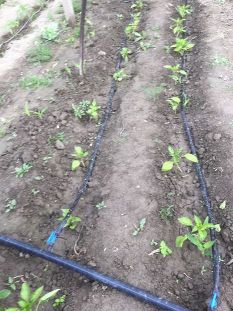  - Flori-gradina 2017