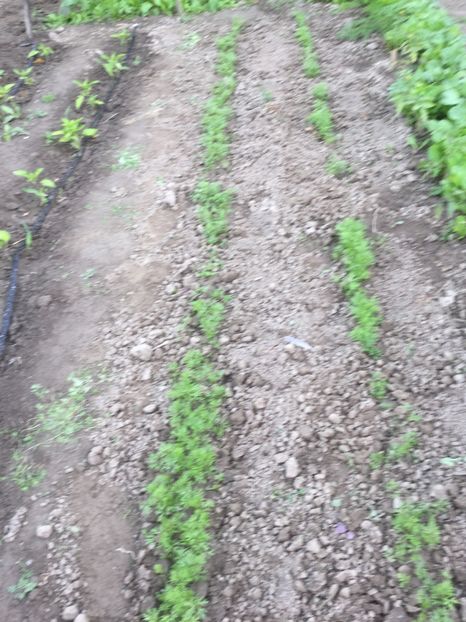  - Flori-gradina 2017