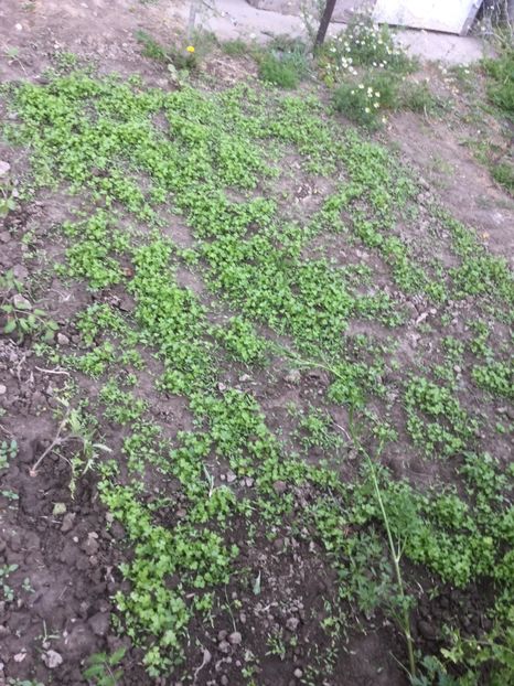  - Flori-gradina 2017