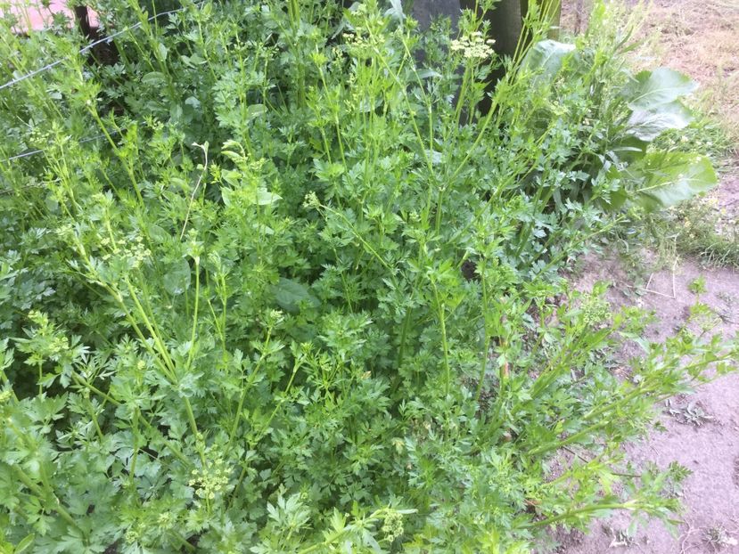  - Flori-gradina 2017