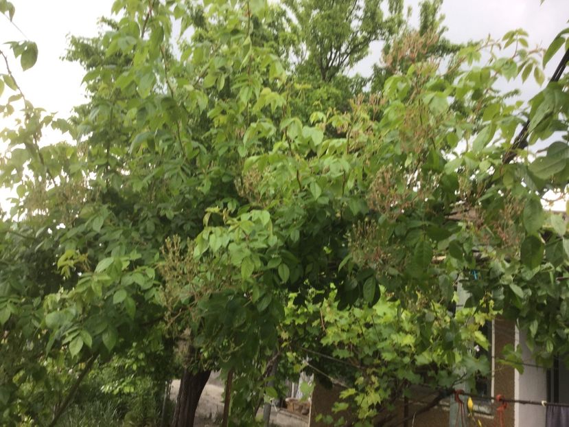  - Flori-gradina 2017