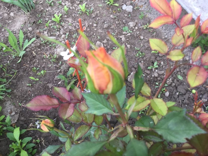  - Flori-gradina 2017