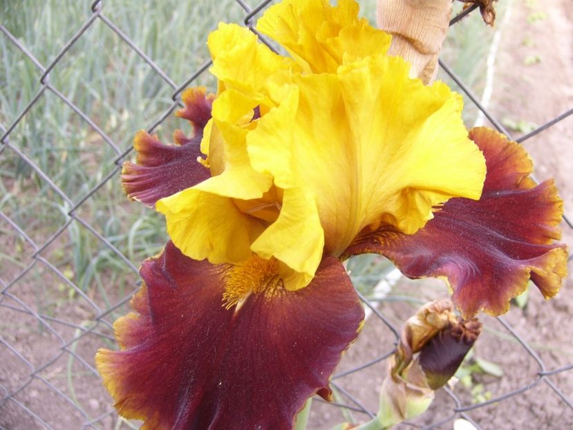 P1330857 - ANUL 2017 VII