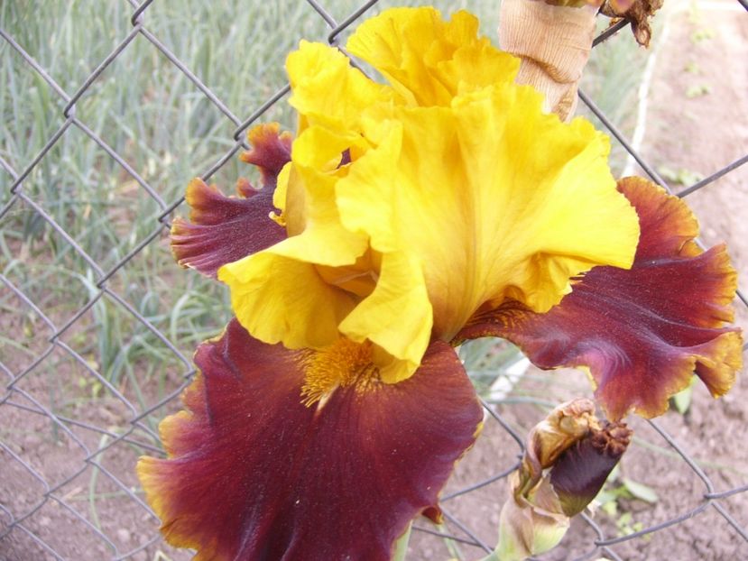 Iris Bold Enconter - ANUL 2017 VII