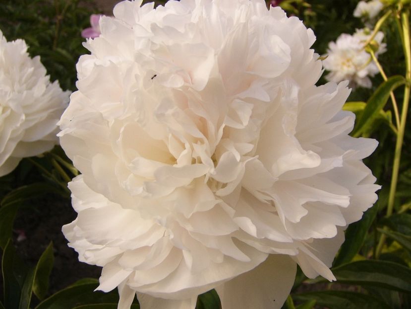 Paeonia Marie Lemoine - ANUL 2017 VII