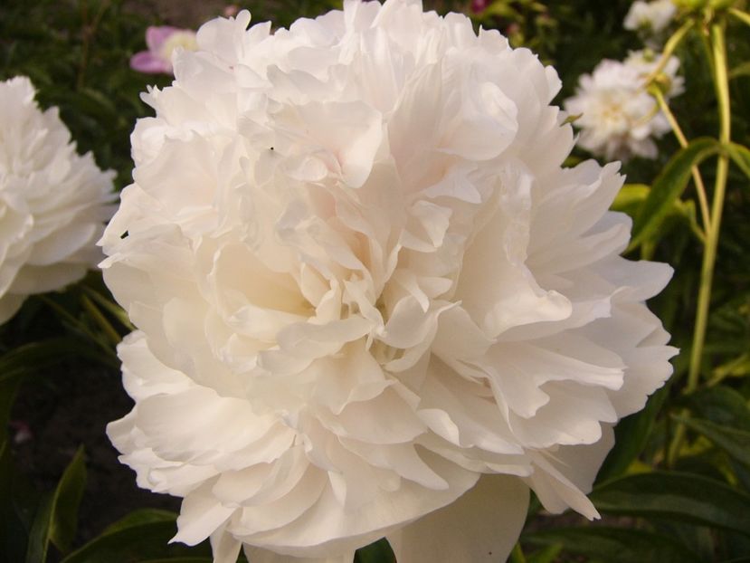 P1330888 - ANUL 2017 VII