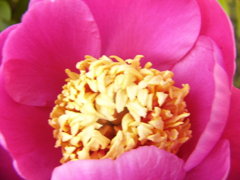 P1340014 - ANUL 2017 VII