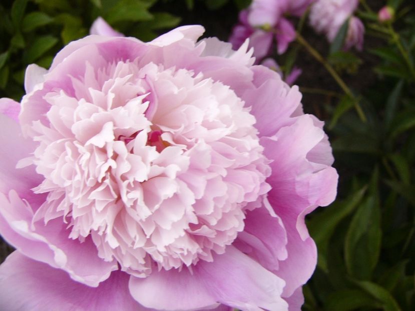 Paeonia Madam Calot - ANUL 2017 VII