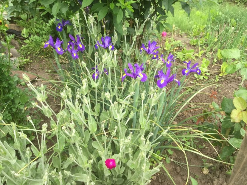  - Flori-gradina 2017