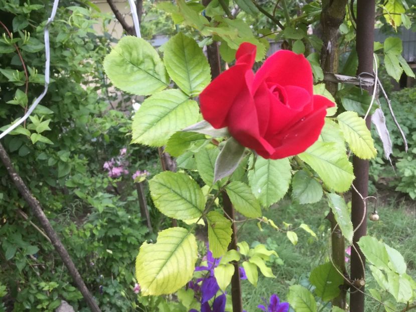  - Flori-gradina 2017