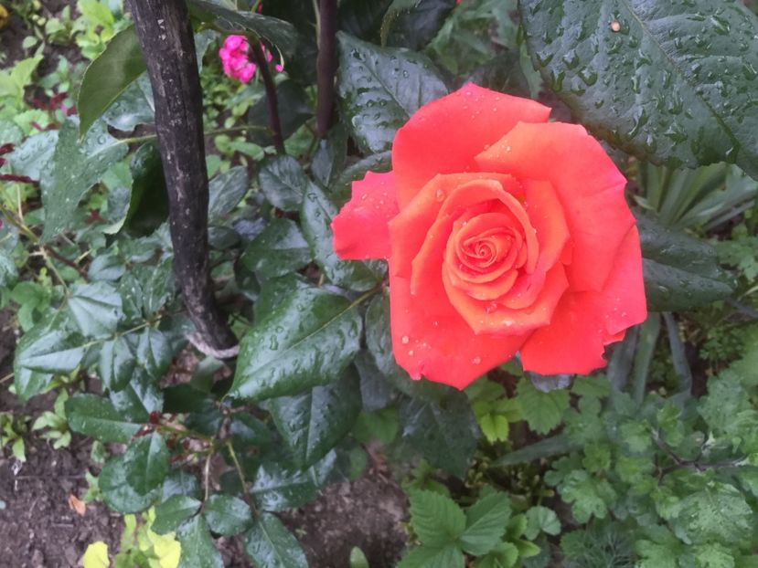  - Flori-gradina 2017