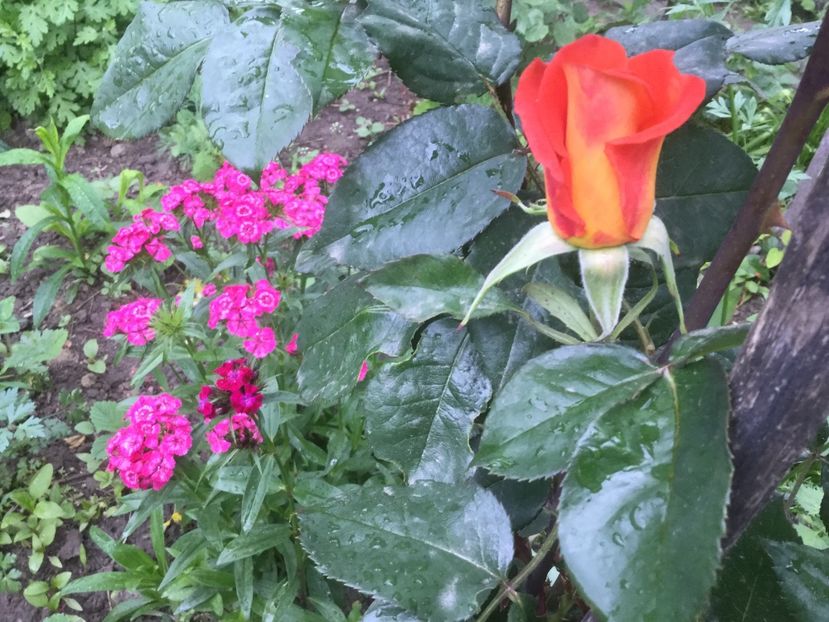  - Flori-gradina 2017