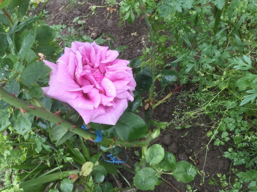  - Flori-gradina 2017