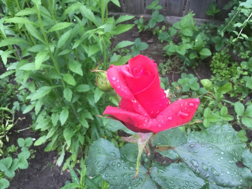  - Flori-gradina 2017