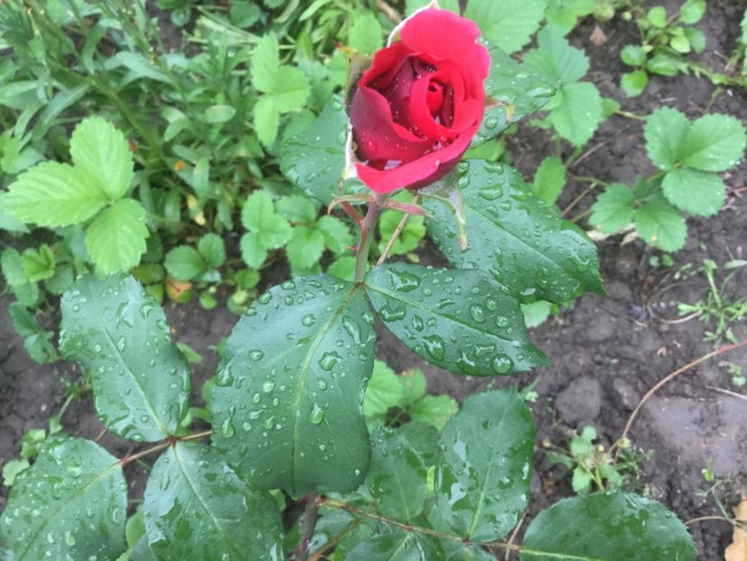  - Flori-gradina 2017