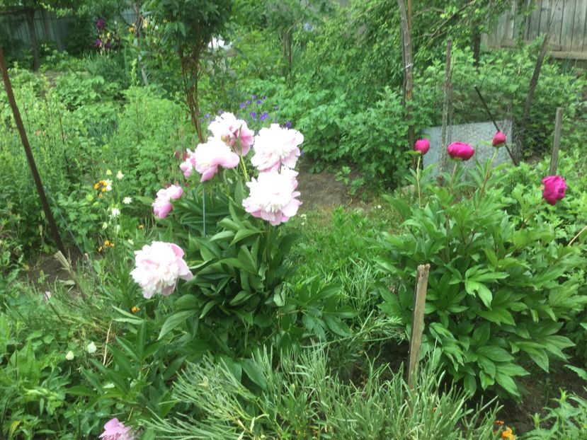  - Flori-gradina 2017