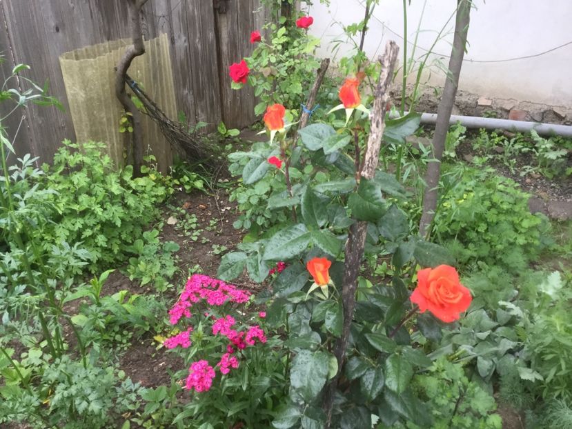  - Flori-gradina 2017