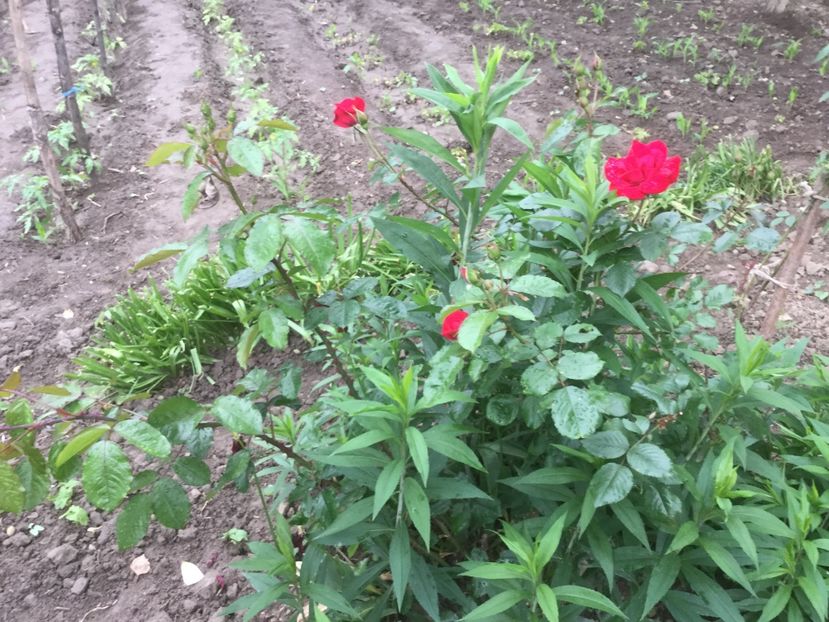  - Flori-gradina 2017