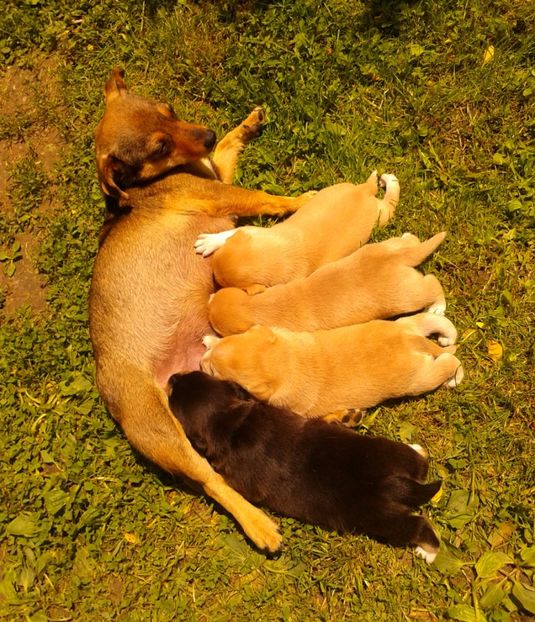  - AAAAAAAAA__DIVA_OSMI URMASUL LUI OSMAN IN MEMORIAM