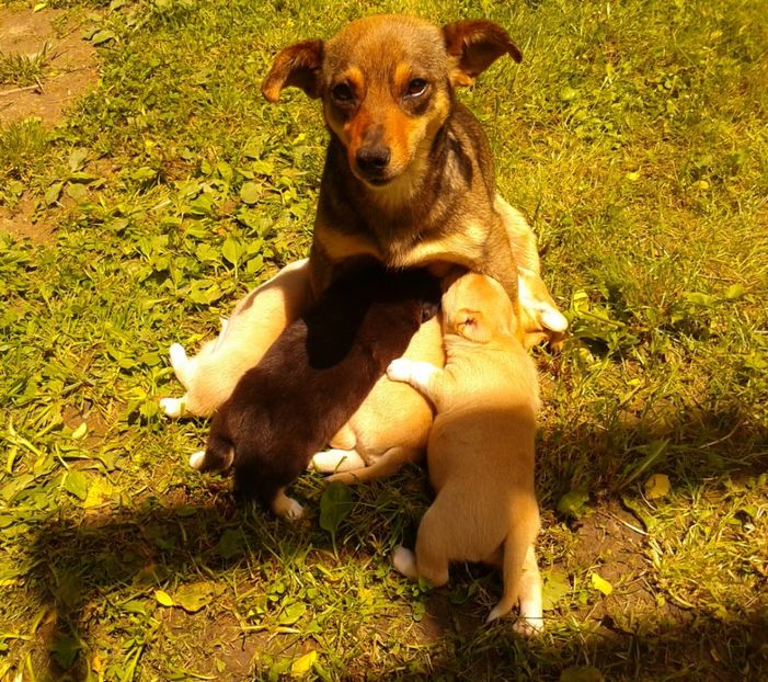  - AAAAAAAAA__DIVA_OSMI URMASUL LUI OSMAN IN MEMORIAM