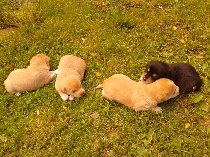 Fotografie0736 - AAAAAAAAA__DIVA_OSMI URMASUL LUI OSMAN IN MEMORIAM