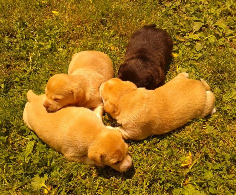  - AAAAAAAAA__DIVA_OSMI URMASUL LUI OSMAN IN MEMORIAM