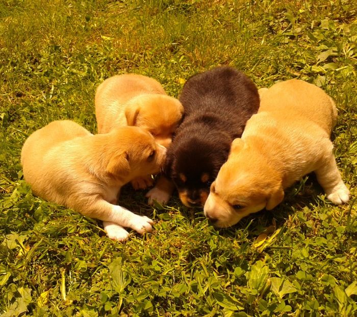  - AAAAAAAAA__DIVA_OSMI URMASUL LUI OSMAN IN MEMORIAM