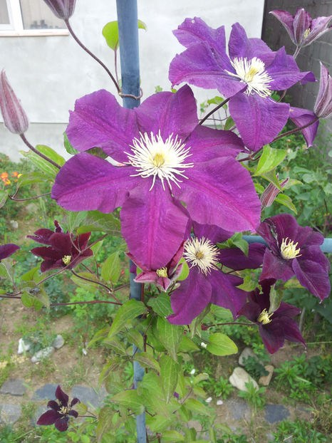  - Primavara - Vara 2017