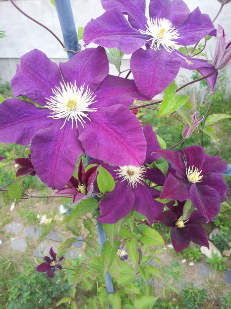  - Primavara - Vara 2017