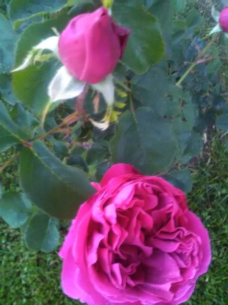  - William Shakespeare