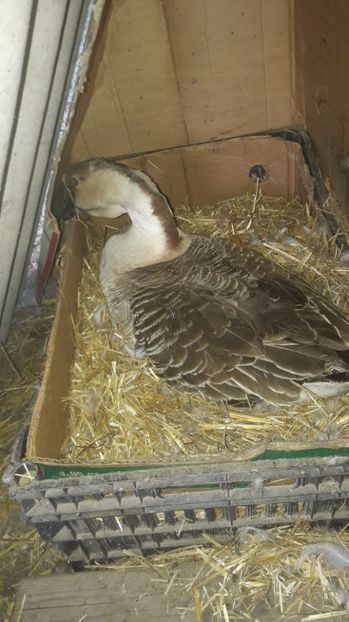 Mama surogat cuib nr 4 - 2 Cuiburi cu oua de  gasca Africana