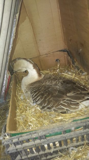  - 2 Cuiburi cu oua de  gasca Africana