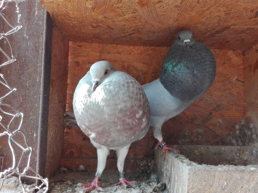 Femele surori - 2017_Tineret