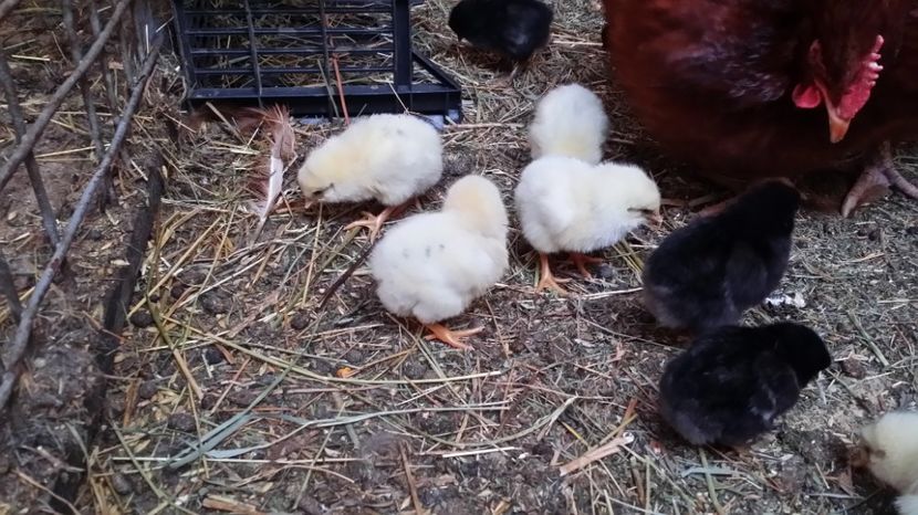 2017 - Pui din Minorca si Isa Brown