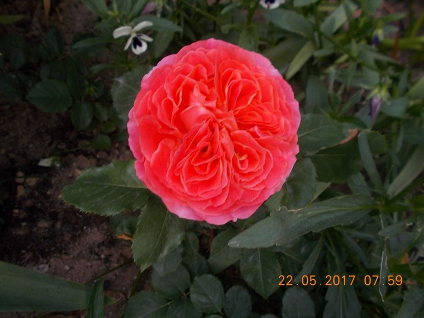 - TRANDAFIRI 2017