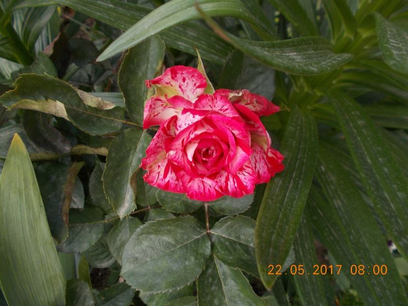 dimov 39 - TRANDAFIRI 2017