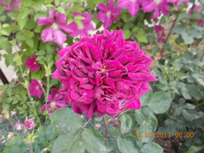 the prince - TRANDAFIRI 2017