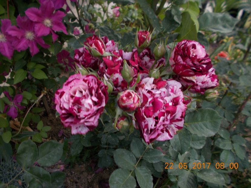 new imagine - TRANDAFIRI 2017