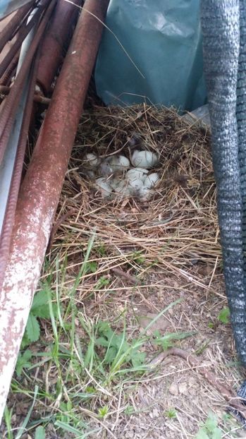 al doilea cuib 2017 - RATE INDIENE ALERGATOARE