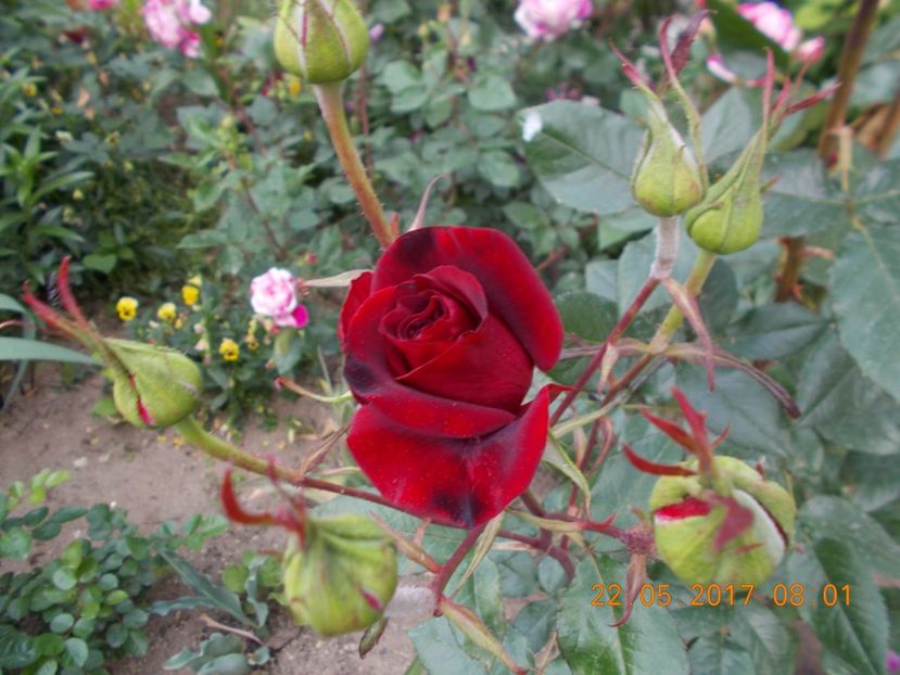  - TRANDAFIRI 2017