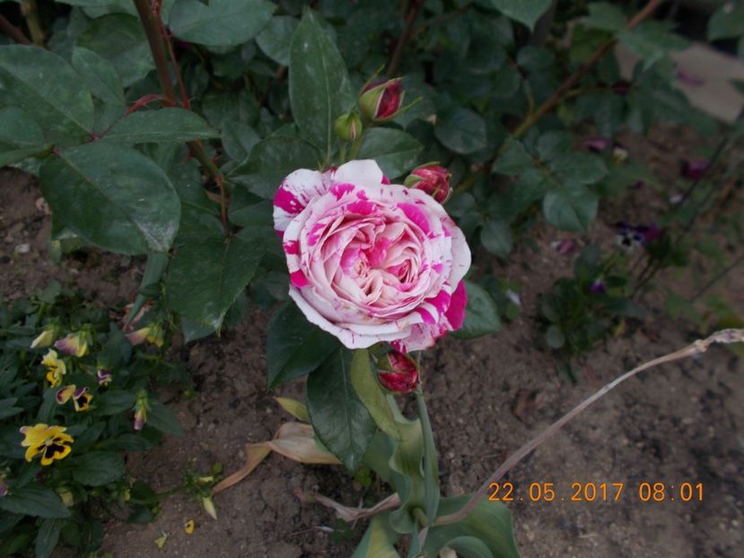  - TRANDAFIRI 2017
