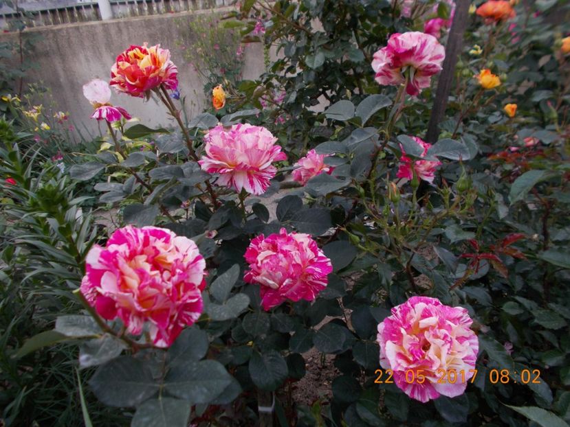 maurice utrillo - TRANDAFIRI 2017